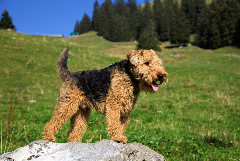 Welsh terrier dog outside standing on a boulder