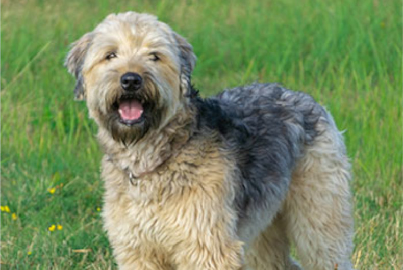 Soft-coated Wheaton terrier