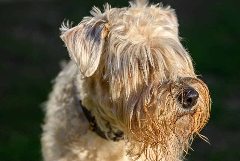 Soft-coated Wheaton terrier head.
