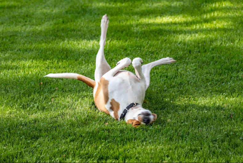 white and brown dog rolling in grass