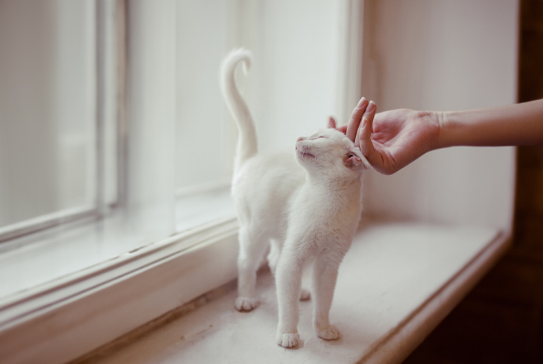 White cat being petted