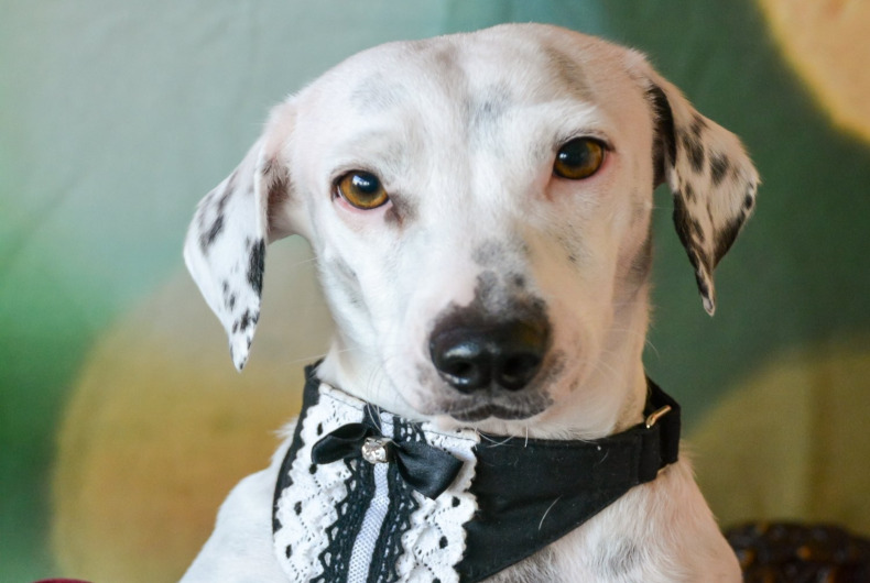 white dog on red blanket