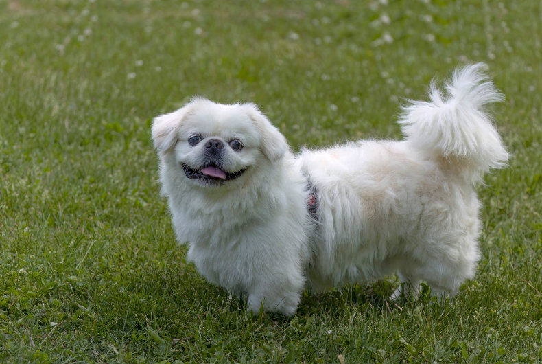 white pekingese dog in grass