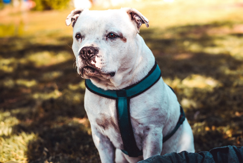 white pit bull terrier mix dog