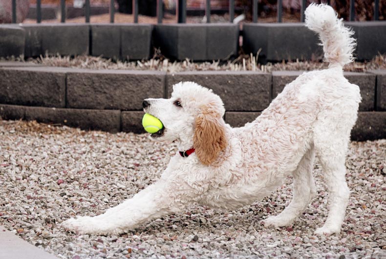 white poodle stretching with ball