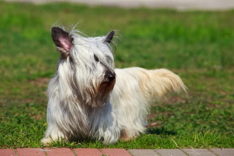 white skye terrier in grass