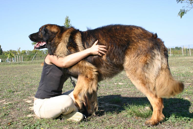 woman seated hugging leonberger dog