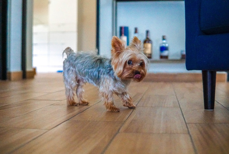 yorkie dog inside by couch