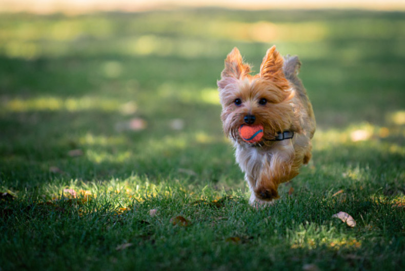 yorkshire terrier running on grass
