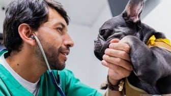 male vet with frenchie