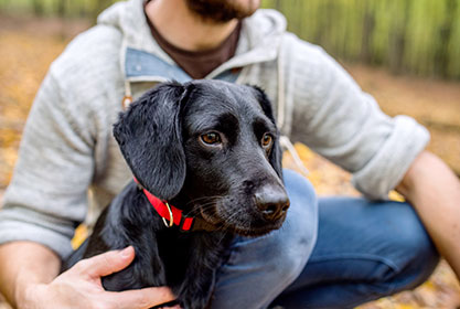 Best insurance for dogs and cats