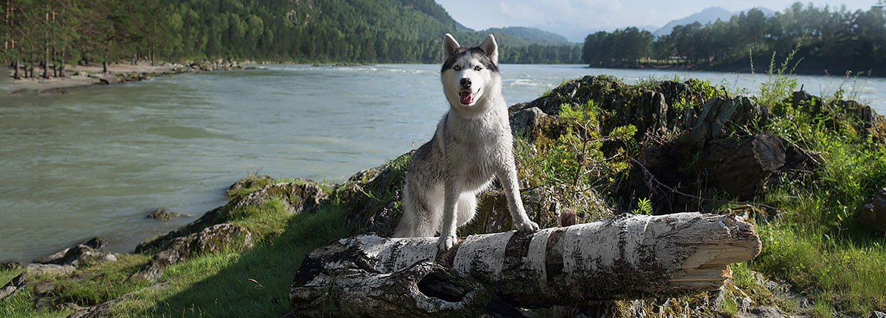 Alaska Pet Insurance. #1 Customer-Rated Pet Insurance. Unlimited Lifetime Benefits.