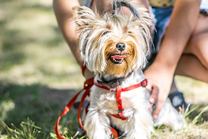 Best insurance for dogs and cats