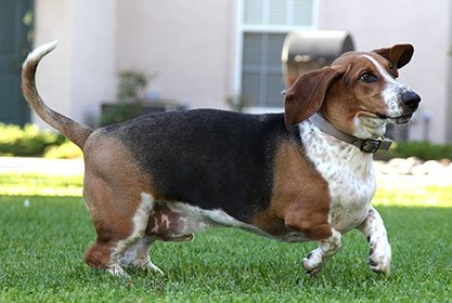 Best insurance for puppies