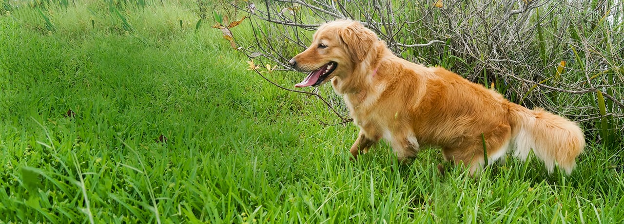 Alabama Pet Insurance. #1 Customer-Rated Pet Insurance. Unlimited Lifetime Benefits.
