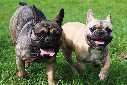 Best insurance for puppies
