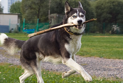 Best insurance for dogs and cats