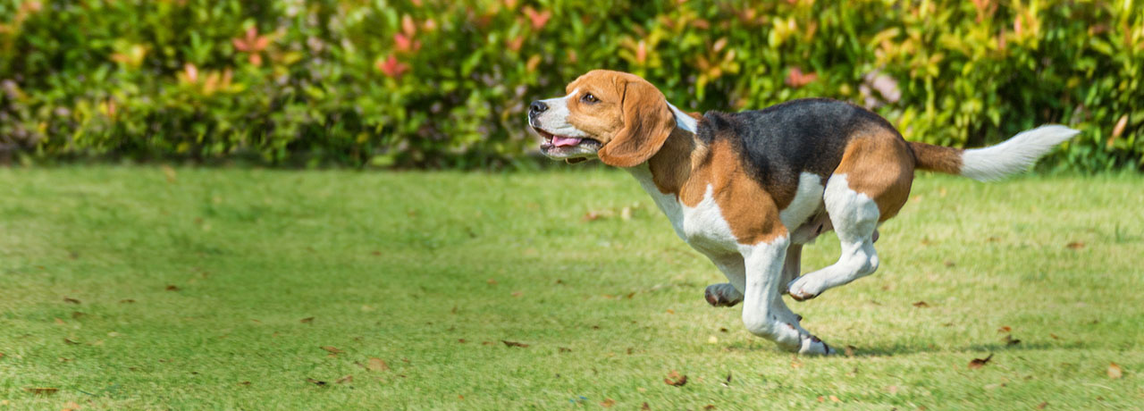Arkansas Pet Insurance. #1 Customer-Rated Pet Insurance. Unlimited Lifetime Benefits.