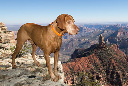 Best insurance for dogs and cats