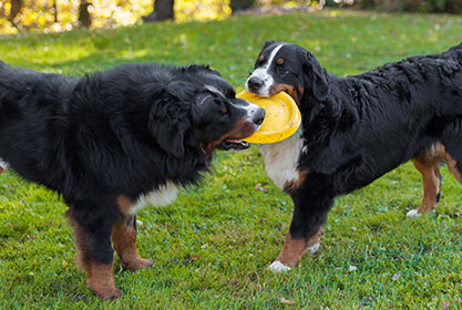 Best insurance for puppies