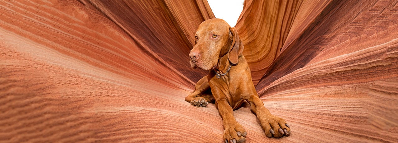 Arizona Pet Insurance. #1 Customer-Rated Pet Insurance. Unlimited Lifetime Benefits.