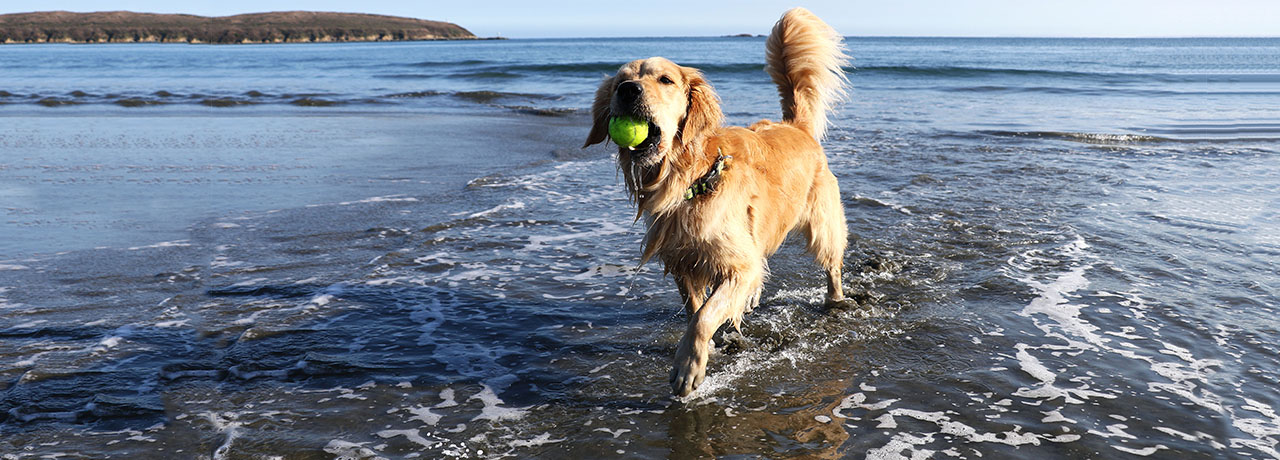 California Pet Insurance. #1 Customer-Rated Pet Insurance. Unlimited Lifetime Benefits.
