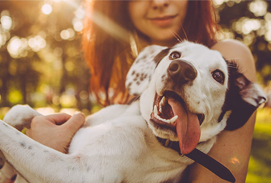Best insurance for puppies