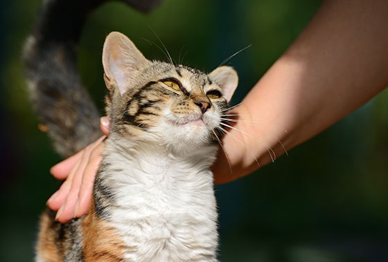 Best insurance for dogs and cats