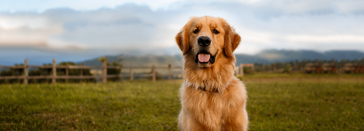 Colorado Pet Insurance. #1 Customer-Rated Pet Insurance. Unlimited Lifetime Benefits.