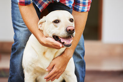 Best Pet Insurance Colorado