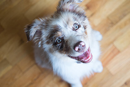 Best insurance for dogs and cats