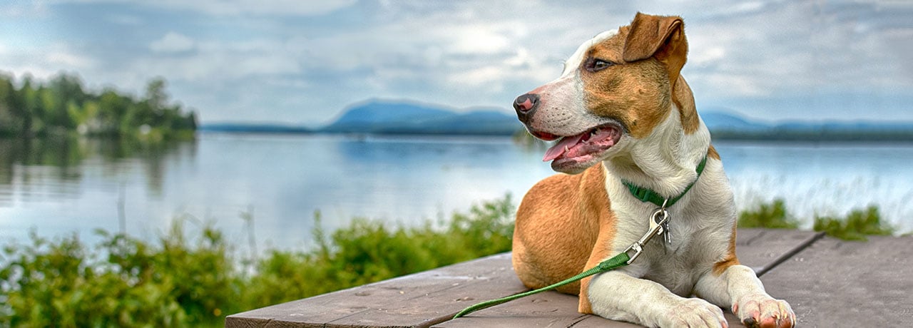 Connecticut Pet Insurance. #1 Customer-Rated Pet Insurance. Unlimited Lifetime Benefits.