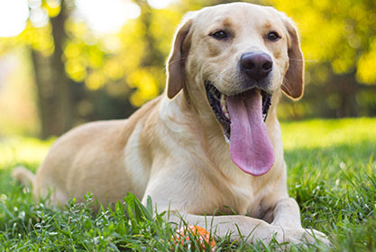 Best insurance for dogs and cats