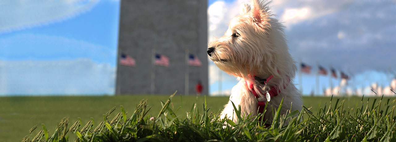 Washington, DC Pet Insurance. #1 Customer-Rated Pet Insurance. Unlimited Lifetime Benefits.