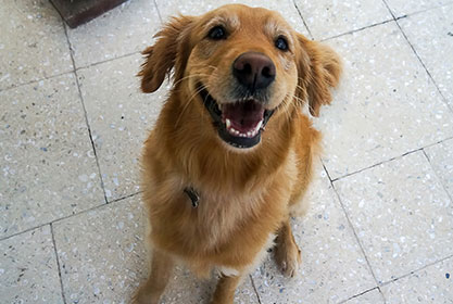 Best insurance for puppies