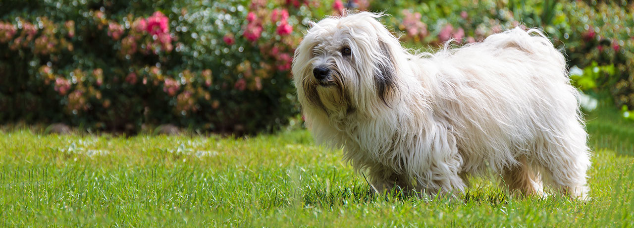 Delaware Pet Insurance. #1 Customer-Rated Pet Insurance. Unlimited Lifetime Benefits.