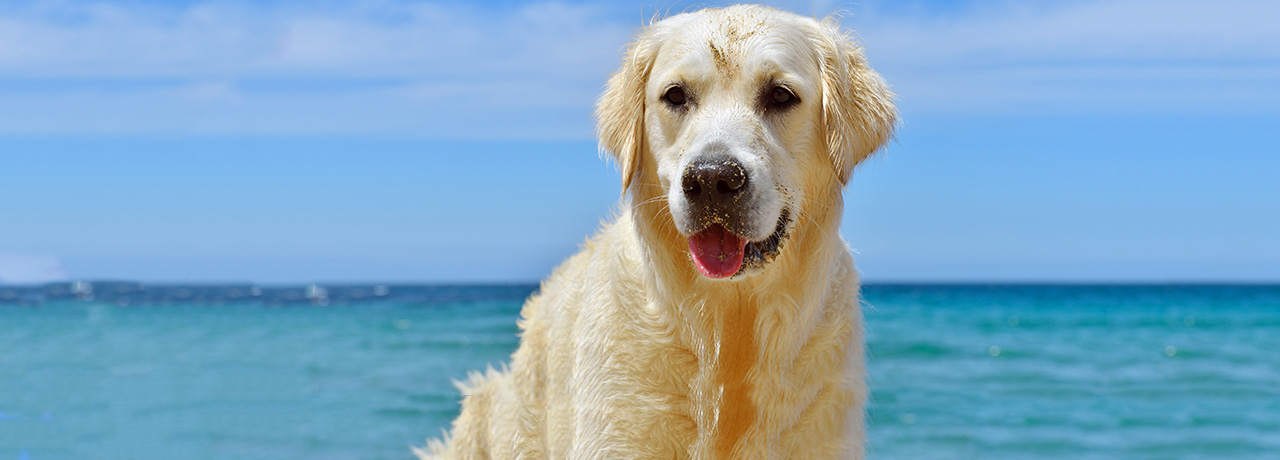 Florida Pet Insurance. #1 Customer-Rated Pet Insurance. Unlimited Lifetime Benefits.