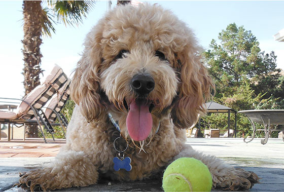 Best insurance for puppies