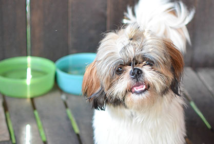 Best insurance for dogs and cats