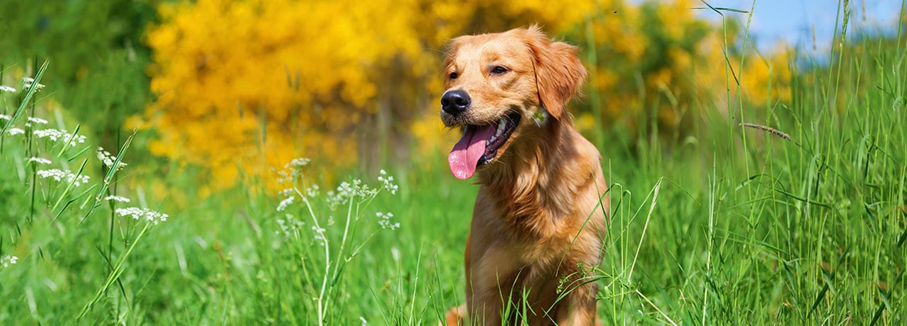 Georgia Pet Insurance. #1 Customer-Rated Pet Insurance. Unlimited Lifetime Benefits.