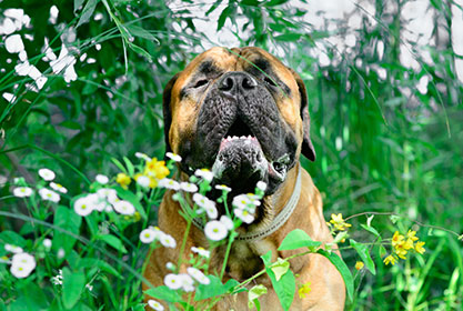 Best insurance for dogs and cats