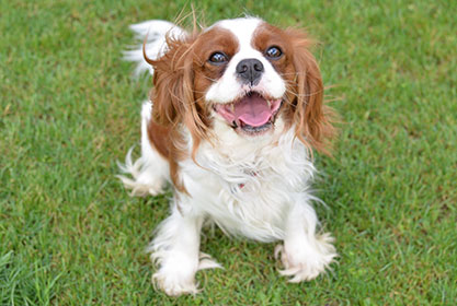 Best insurance for puppies