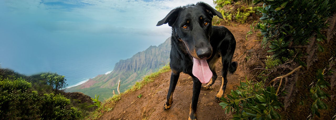 Hawaii Pet Insurance. #1 Customer-Rated Pet Insurance. Unlimited Lifetime Benefits.