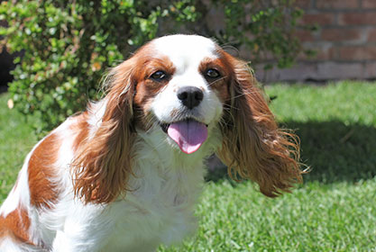 Best insurance for puppies
