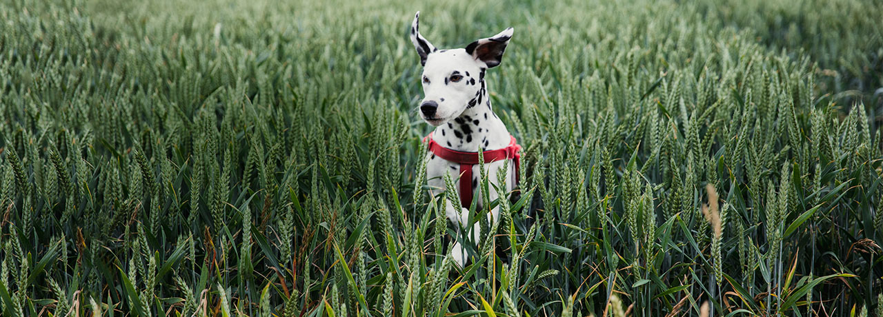Iowa Pet Insurance. #1 Customer-Rated Pet Insurance. Unlimited Lifetime Benefits.