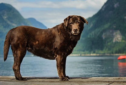 Best insurance for puppies