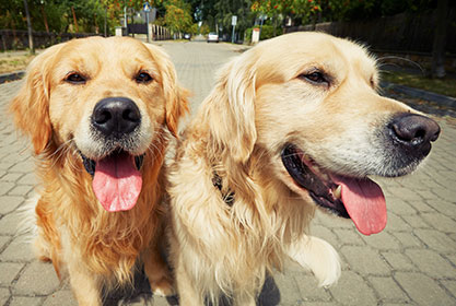 Best insurance for dogs and cats