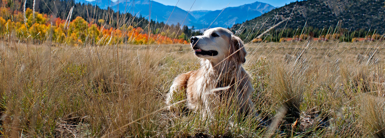 Idaho Pet Insurance. #1 Customer-Rated Pet Insurance. Unlimited Lifetime Benefits.