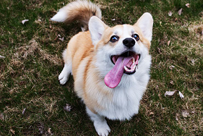 Best insurance for dogs and cats