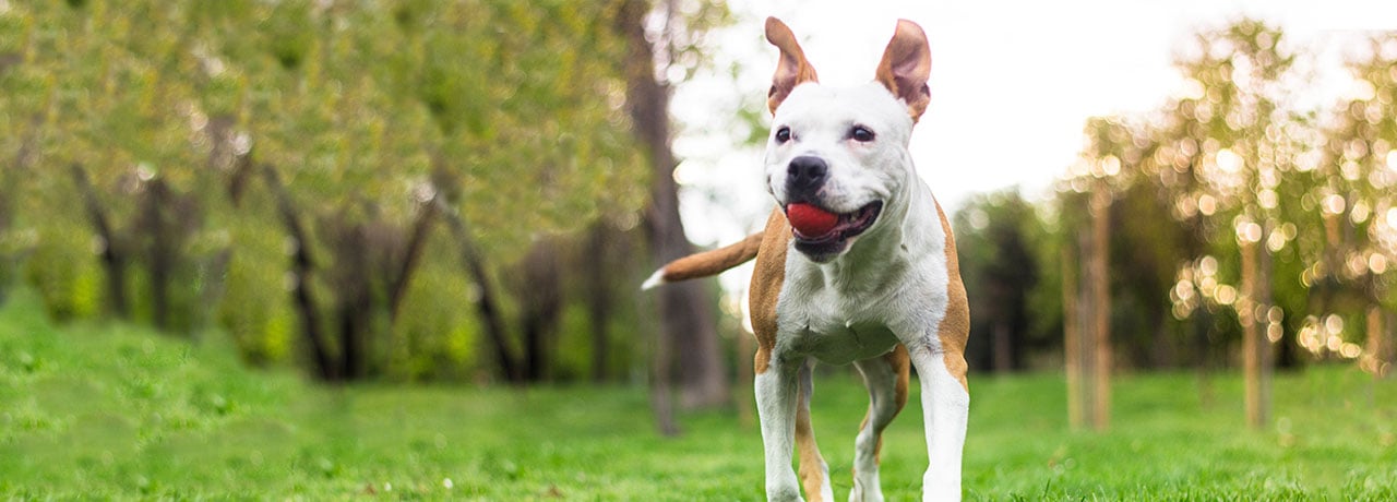 Illinois Pet Insurance. #1 Customer-Rated Pet Insurance. Unlimited Lifetime Benefits.